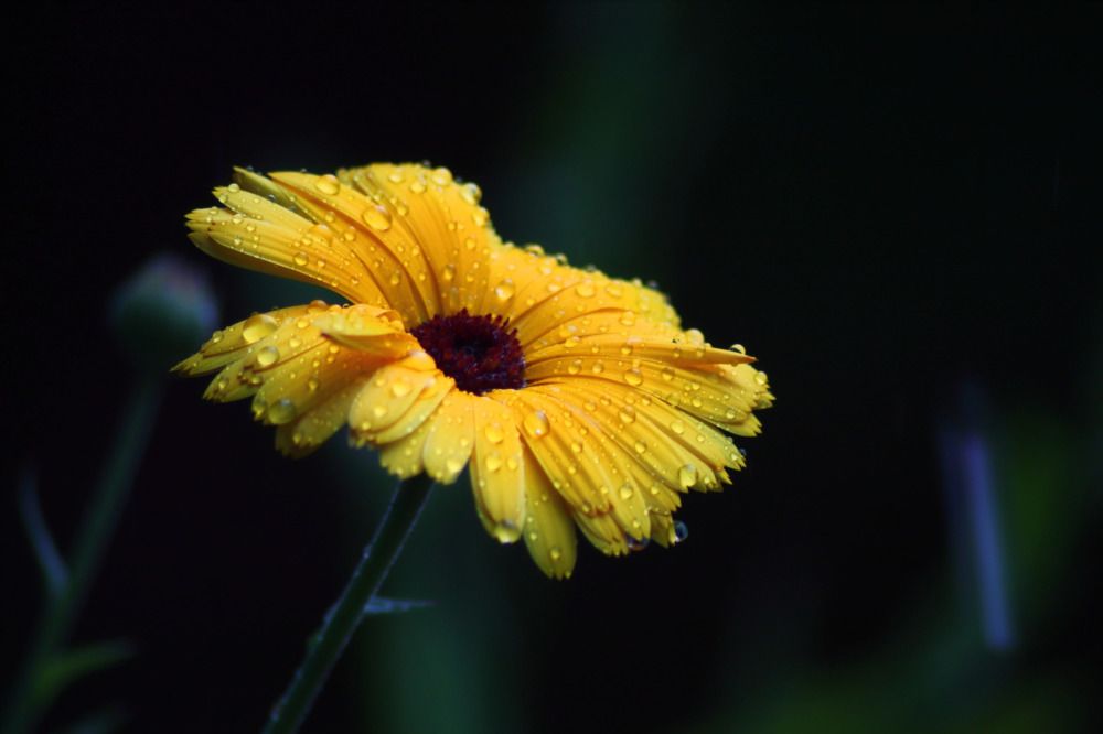 Photograph by Елена Наленч