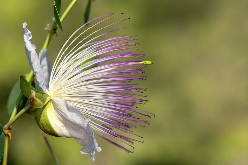 Photograph by Eren Aksoylu