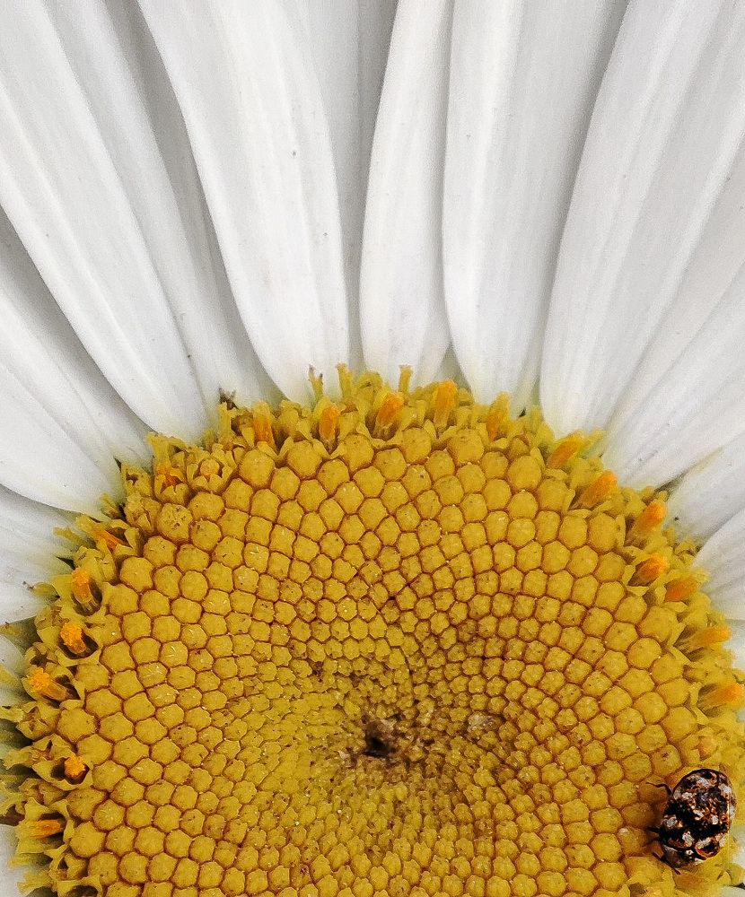 Солнце лета / The Sun of Summer