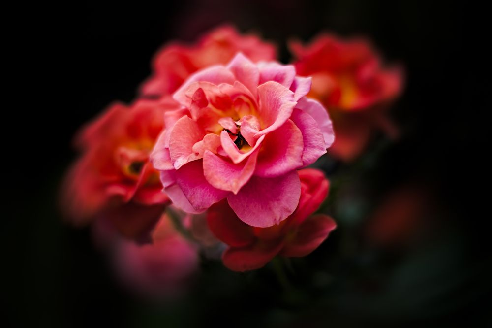 Фотография автора Gabriel de Araujo Almeida