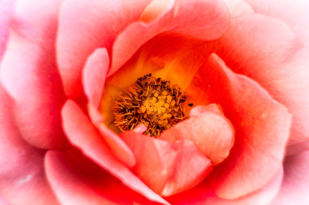 Фотография автора Gabriel de Araujo Almeida