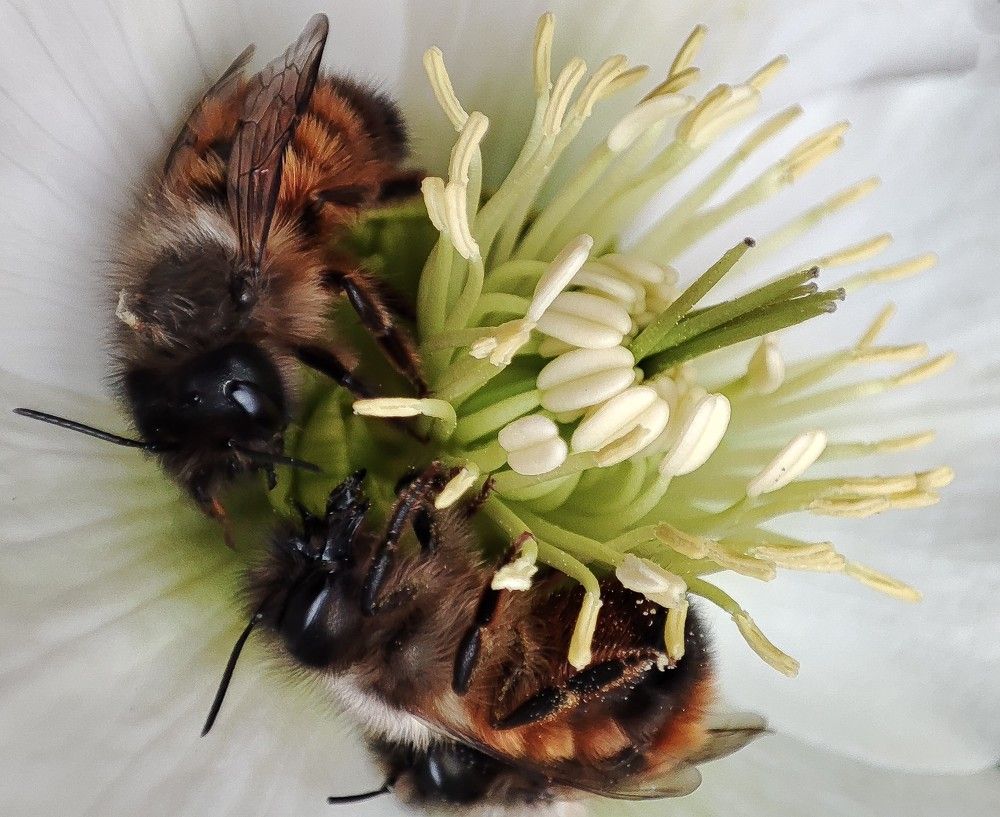 Рыжая шубка / Red Fur Coat