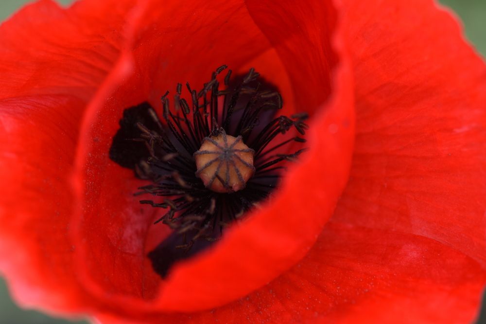 Photograph by Жанна Чередниченко