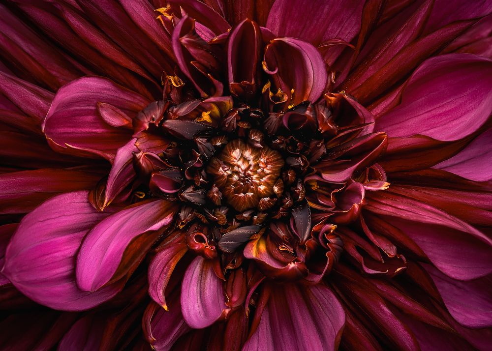 dahlia