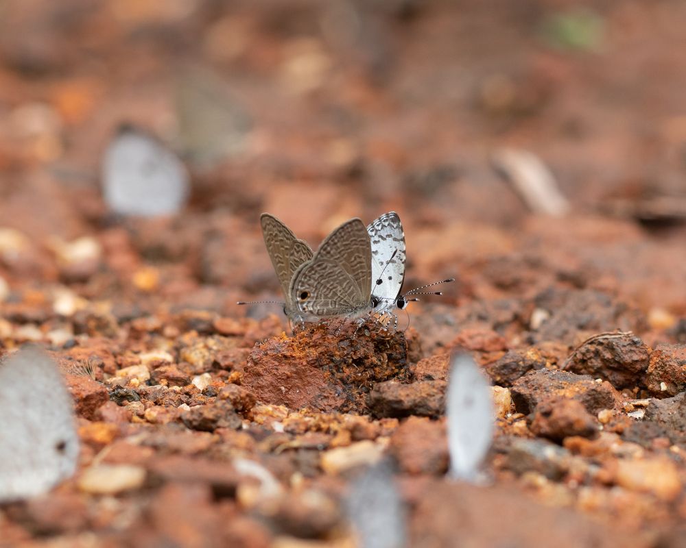 Photograph by Gihan Viraj Thilakarathna