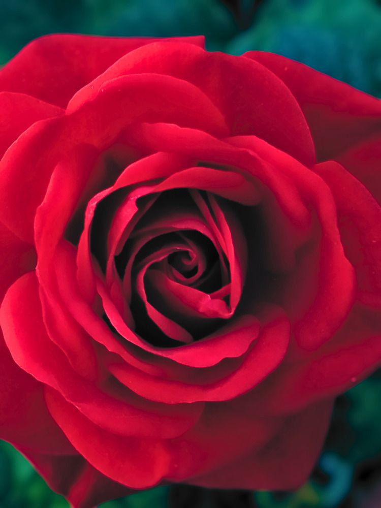 Photograph by Jordan Bianchi