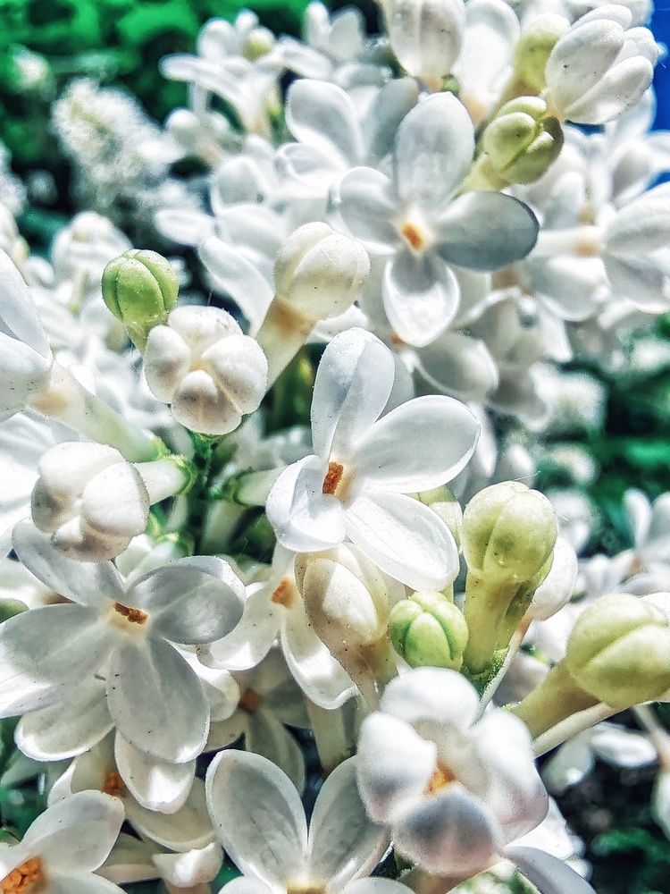 Photograph by Дайана