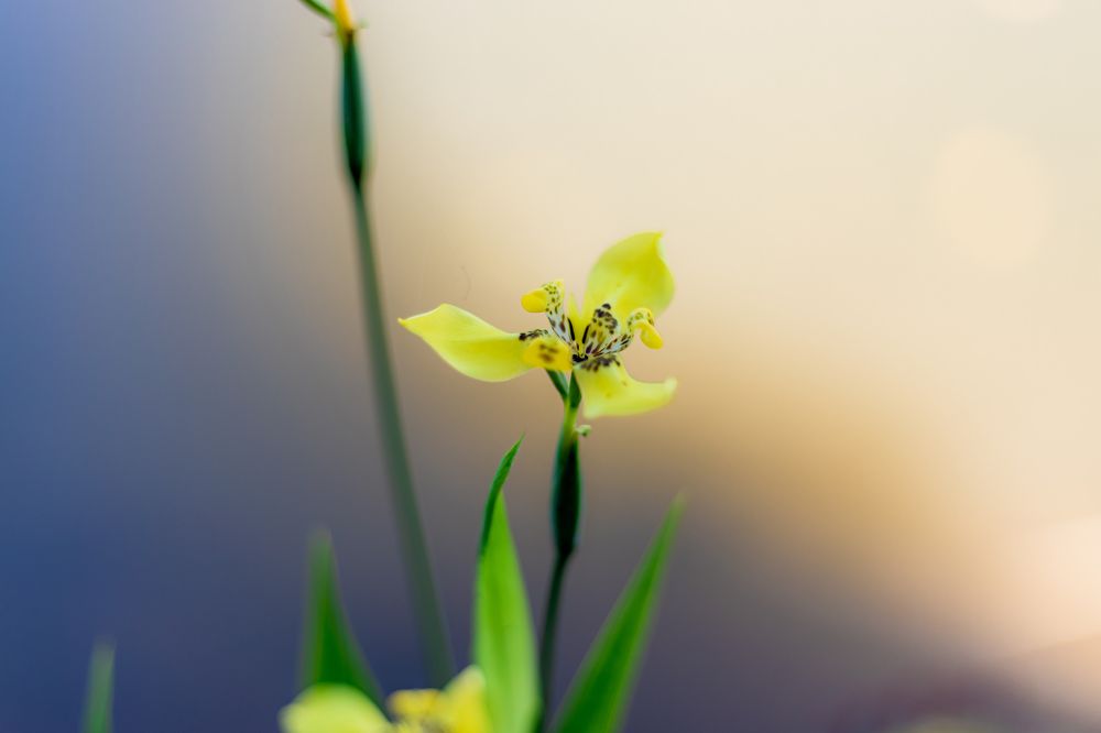 Photograph by Hashin Maharambage