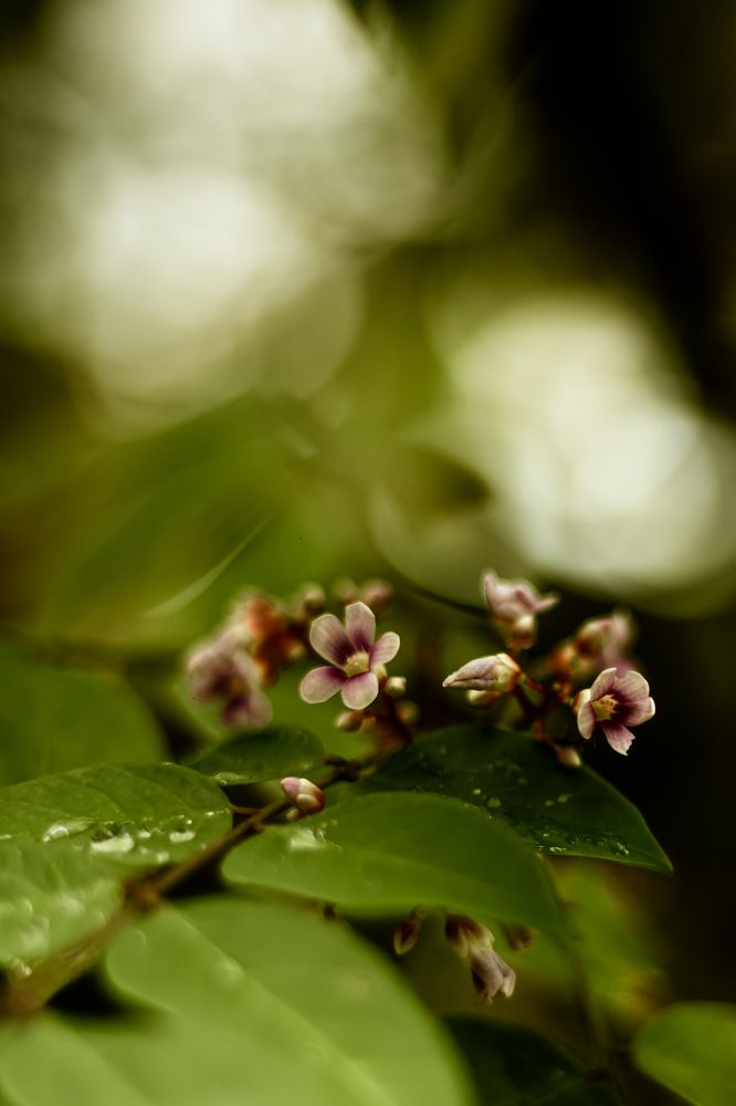 Photograph by Hashin Maharambage