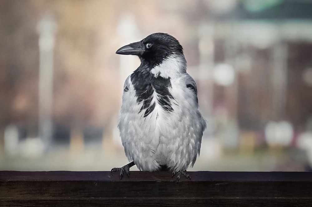 Photograph by Киркляускас Андрюс