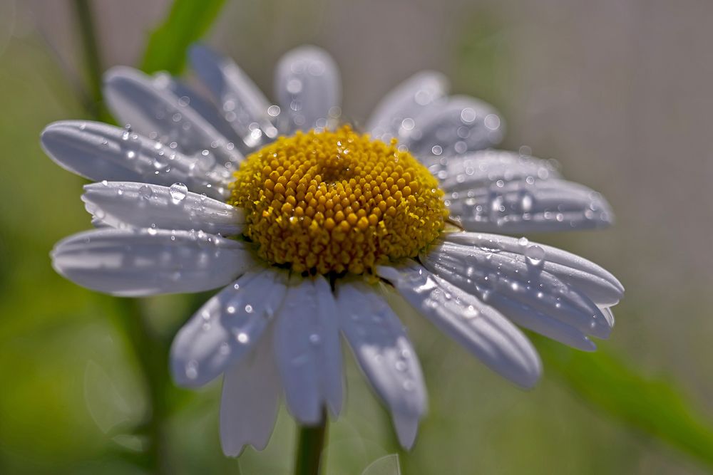 Photograph by ARTEM KORZHUKOV