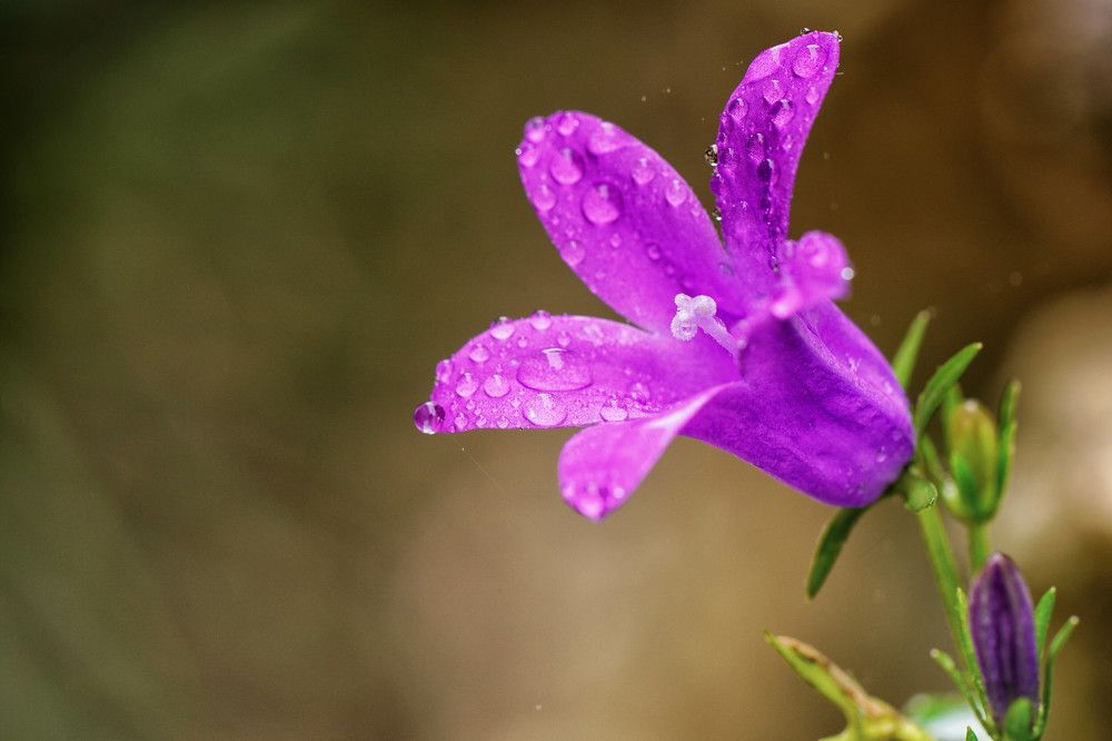 Photograph by Mário C.