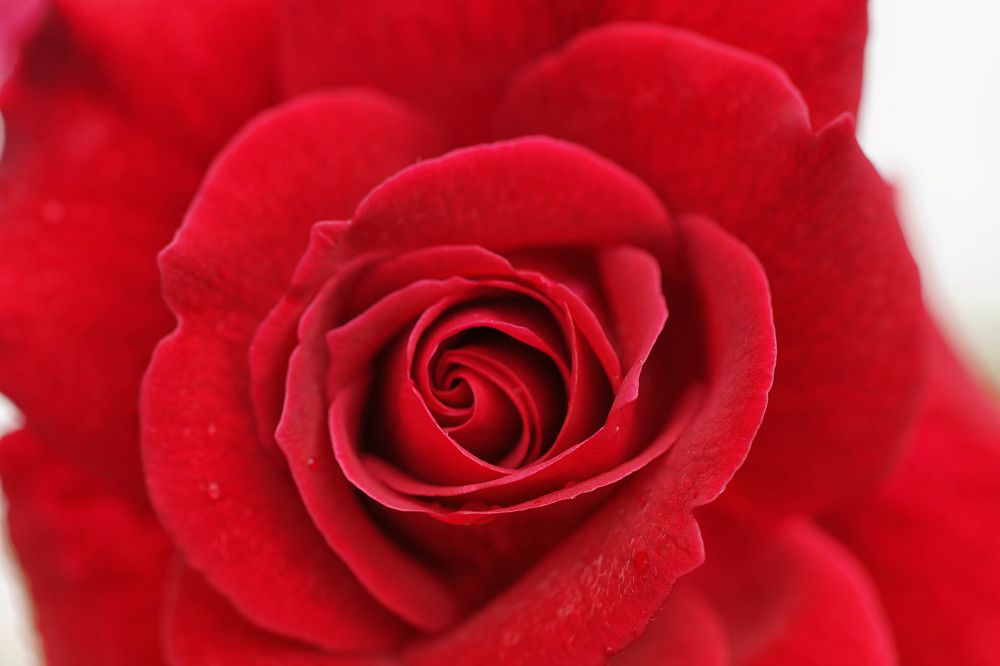 Photograph by Mário C.