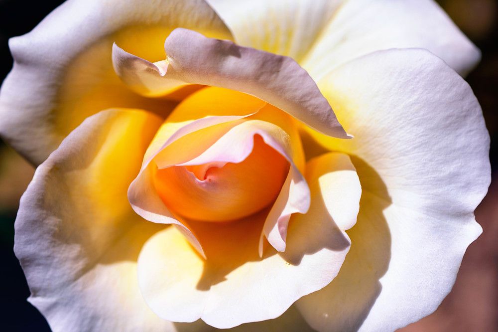 Photograph by Mário C.