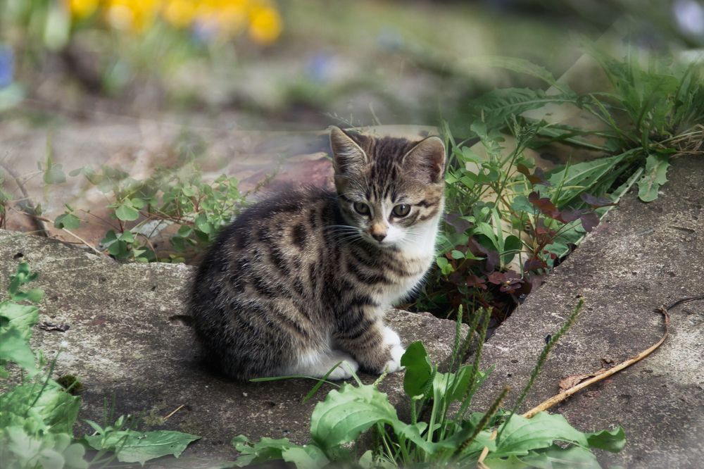 Фотография автора Юлия Кранина