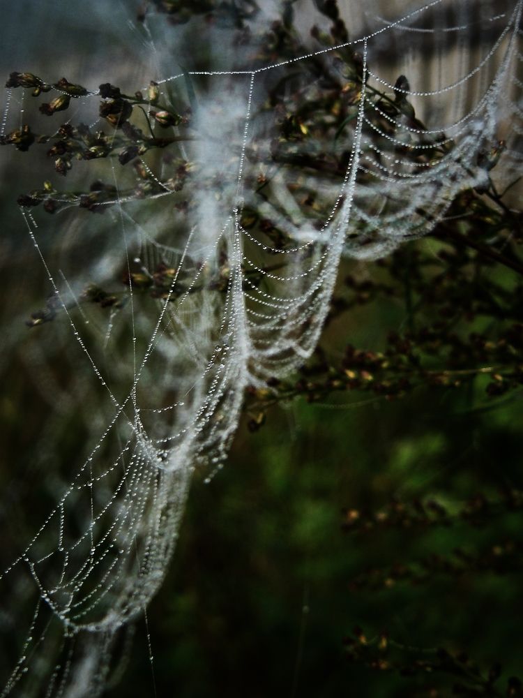 Photograph by Ирина Сергейчук