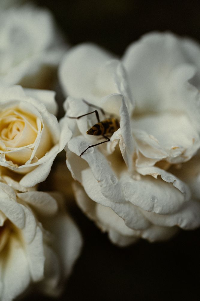 Photograph by Viktoriia Shin