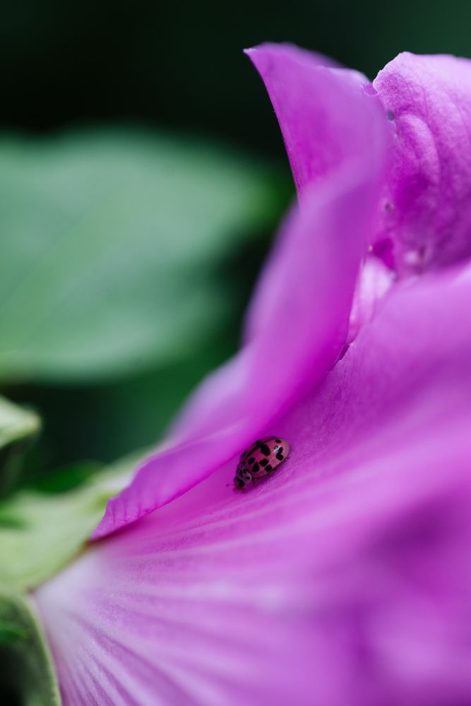 Photograph by Viktoriia Shin