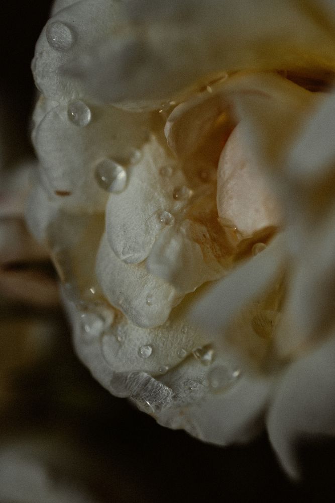Photograph by Viktoriia Shin