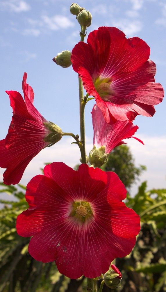 Photograph by Jorge Giol