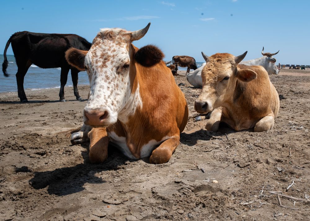 Photograph by Тамара Вотинцева
