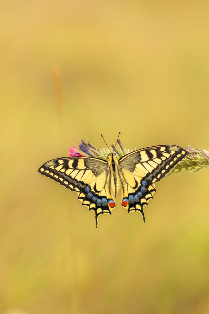 Photograph by Aída Torres