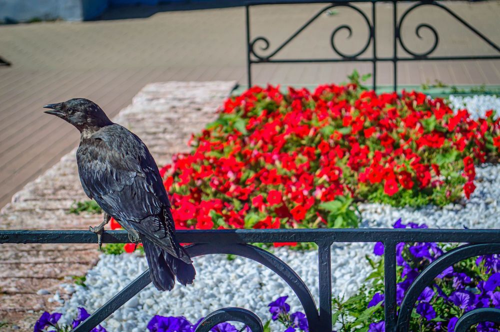 Photograph by Михаил Тюрев