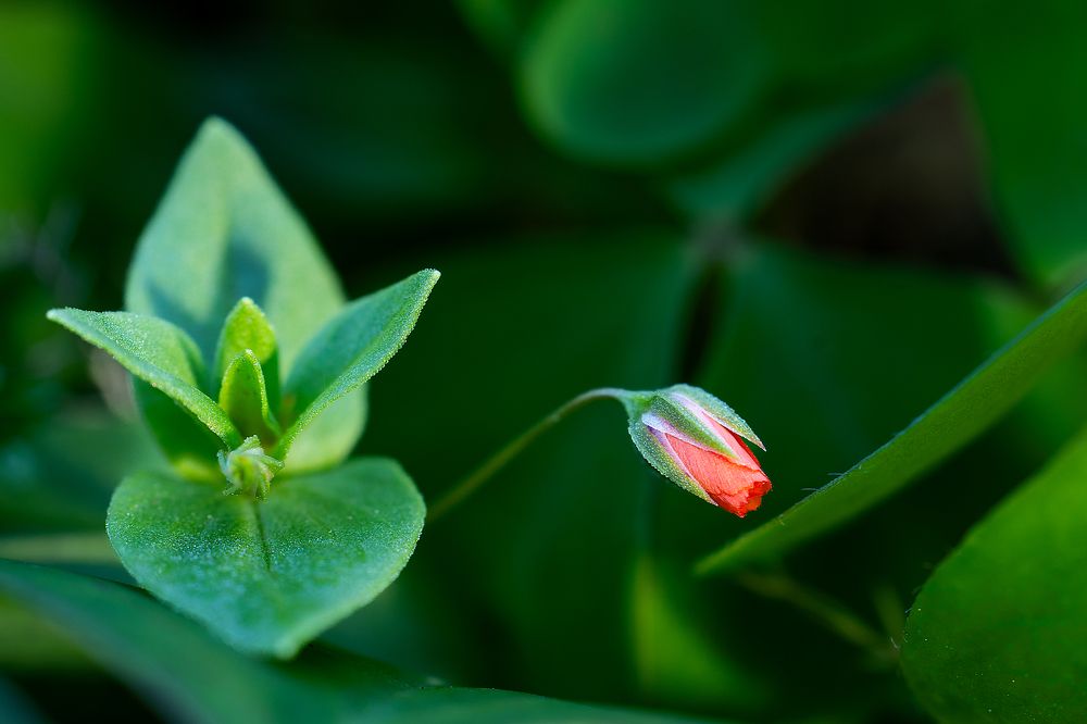 Photograph by Jose Pinto