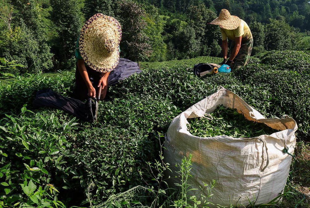 Photograph by Zahra jouri