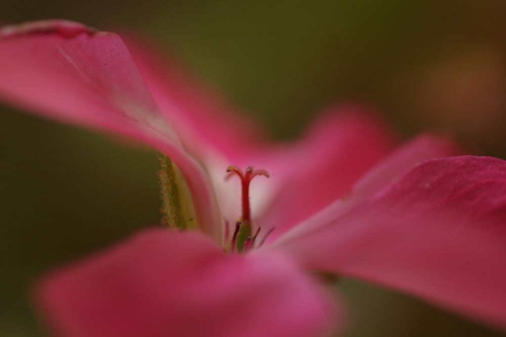 Photograph by mansour Hamdaoui