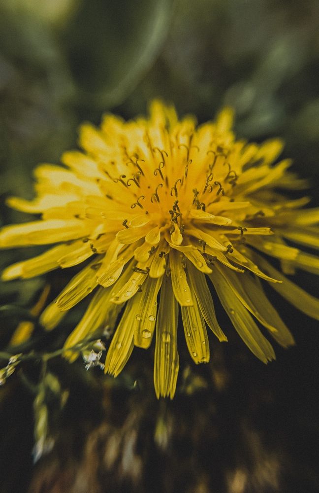 Фотография автора Юлия Якубова