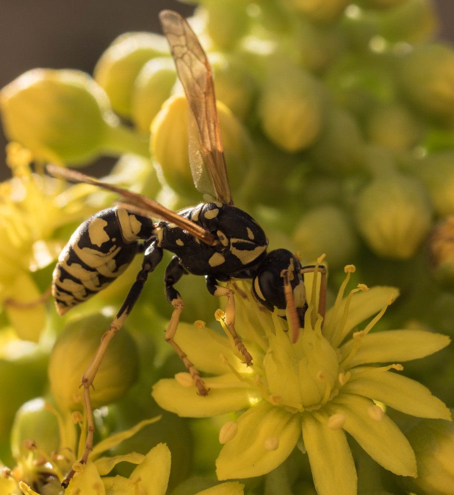 Photograph by mansour Hamdaoui