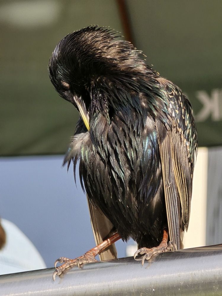 Photograph by Галина Искандарова