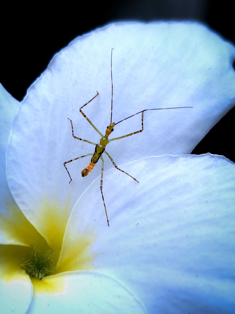Photograph by Vanderlei Aparecido da Silva