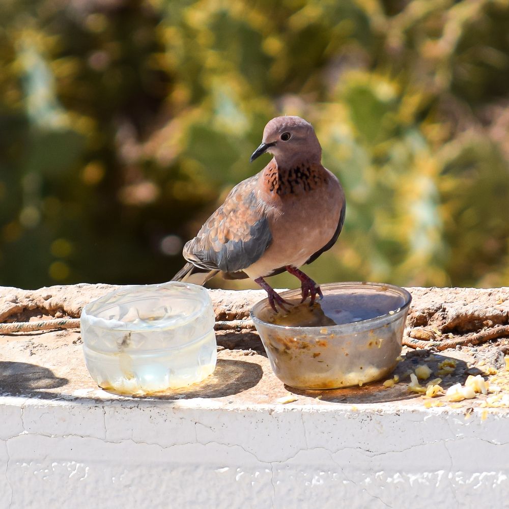 Photograph by imed ghrairi