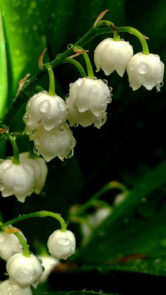 Photograph by Maria Stankevich