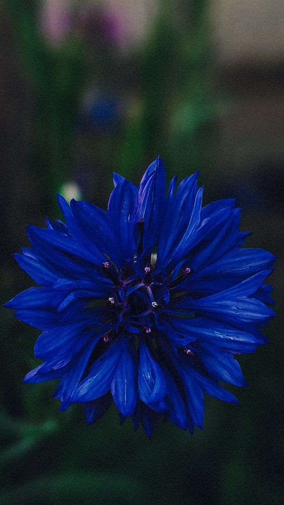 Photograph by Maria Stankevich