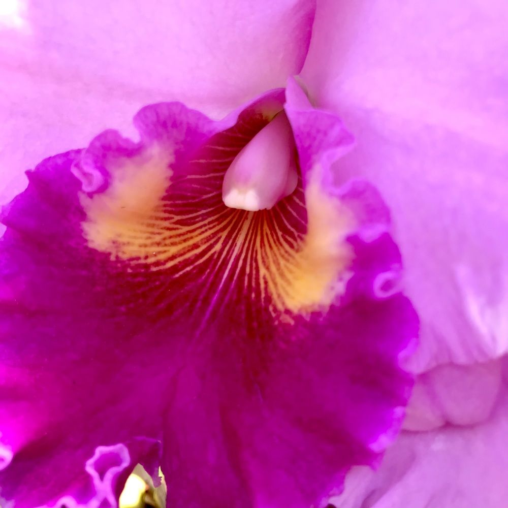 Macrofotografia com orquidea