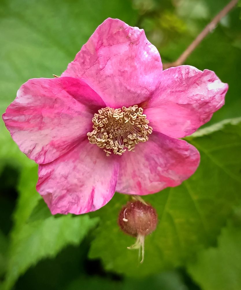 Photograph by Наталья Соколова