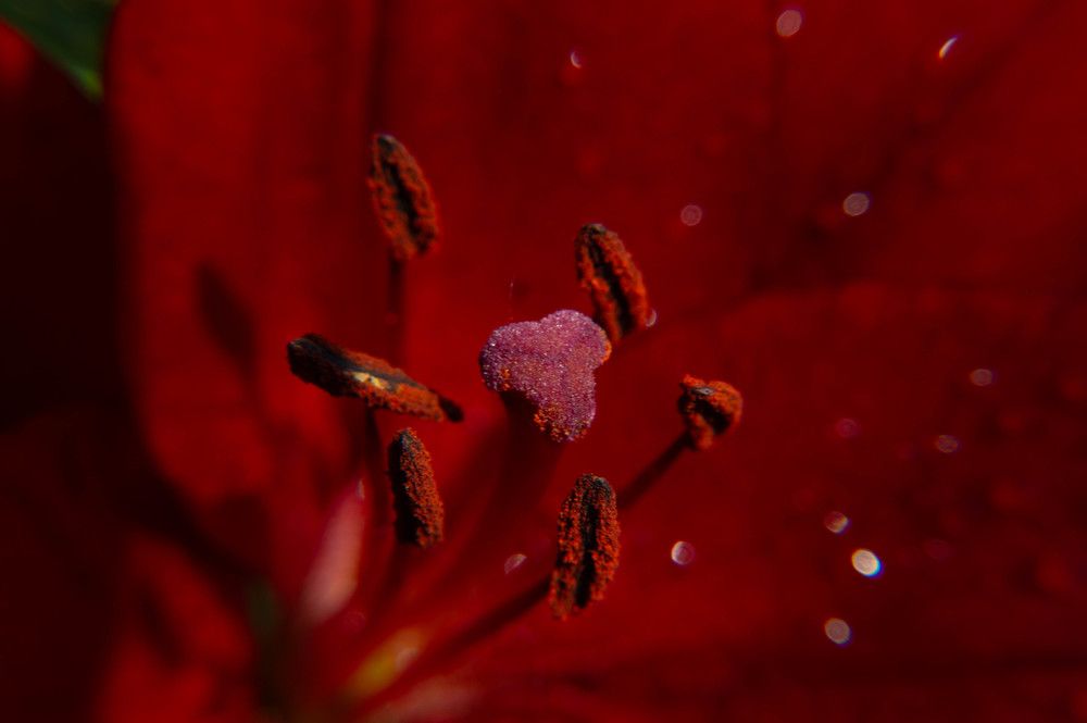 Photograph by Дубровин Николай