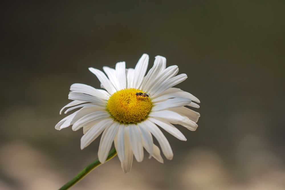 Photograph by Басыров Валерий