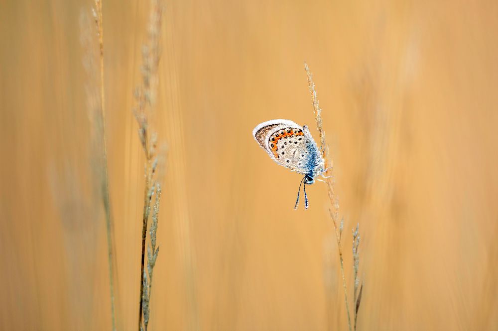 Blueberry in the Grass