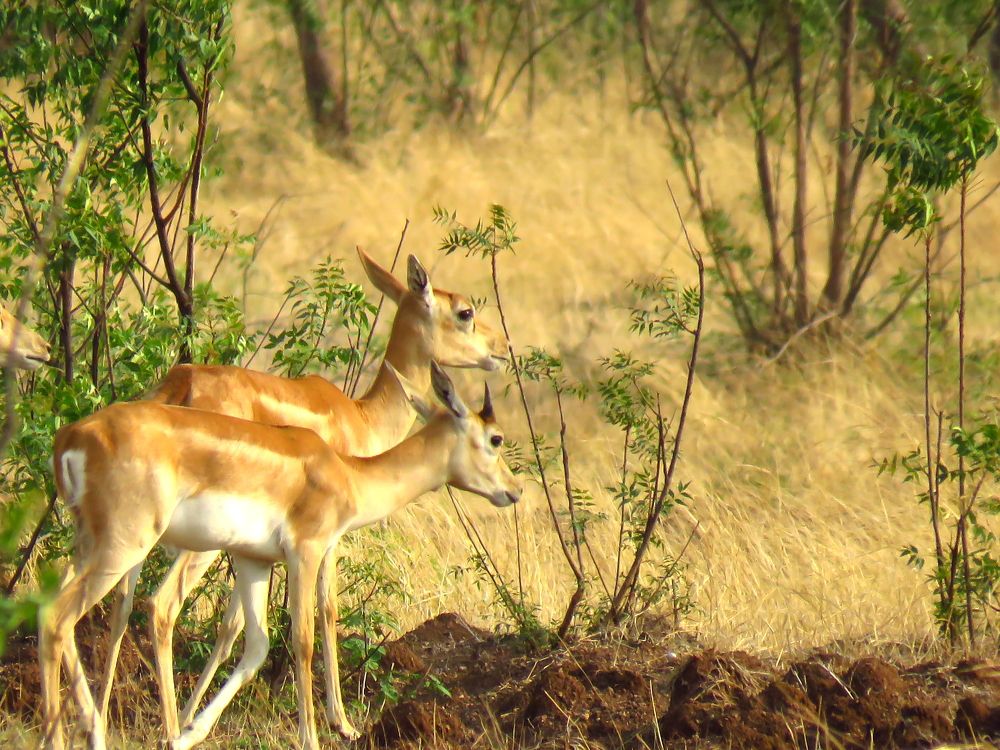 2 female blackbucks look around one sunny evening