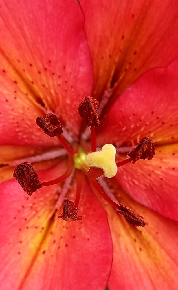 Фотография автора Марина Новикова