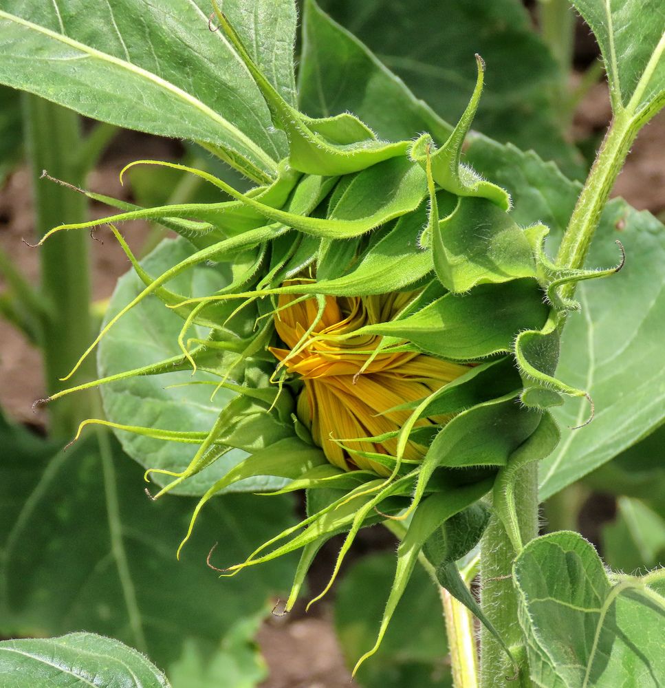 Photograph by Drora Baharal