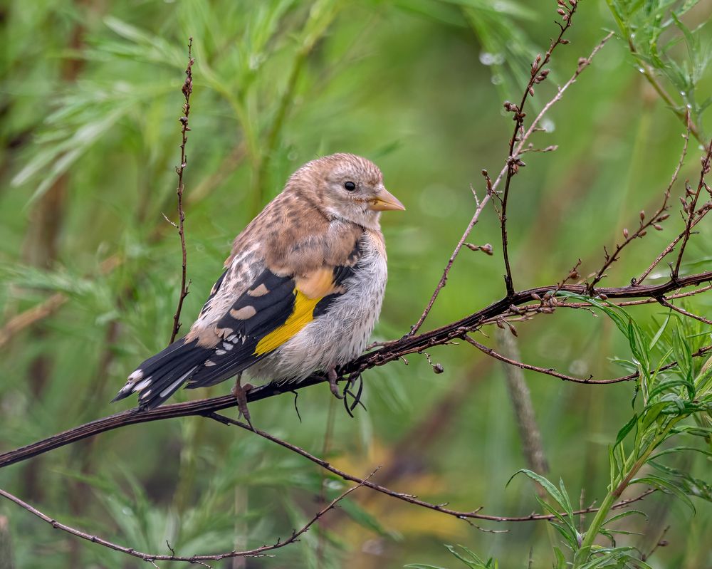 Щегол (молодой)