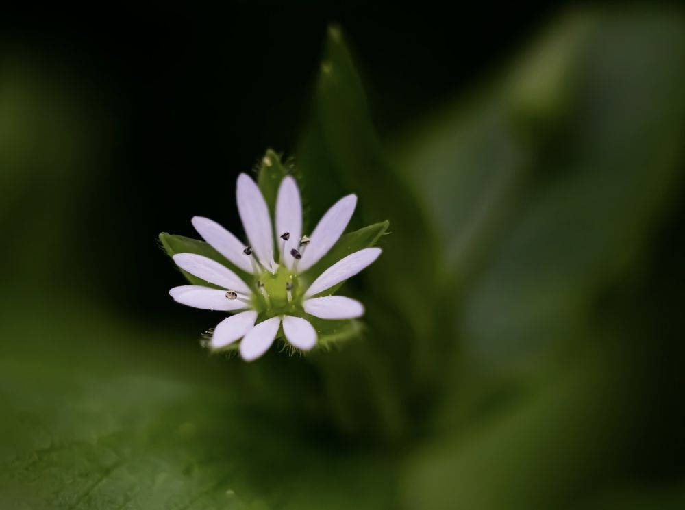 Photograph by Елена