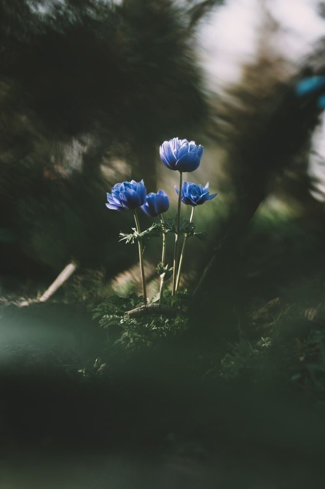 Трио на поляне