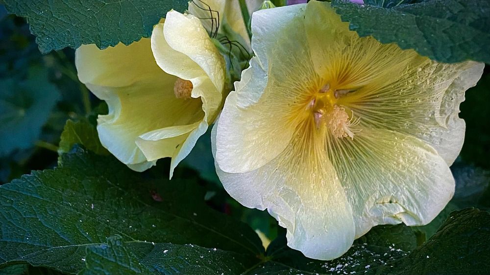 Photograph by Наталья Ситова