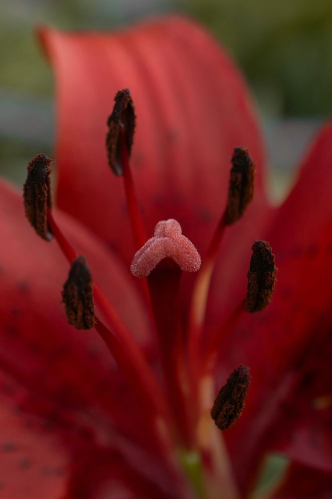 Photograph by Анжелика Сороколетова